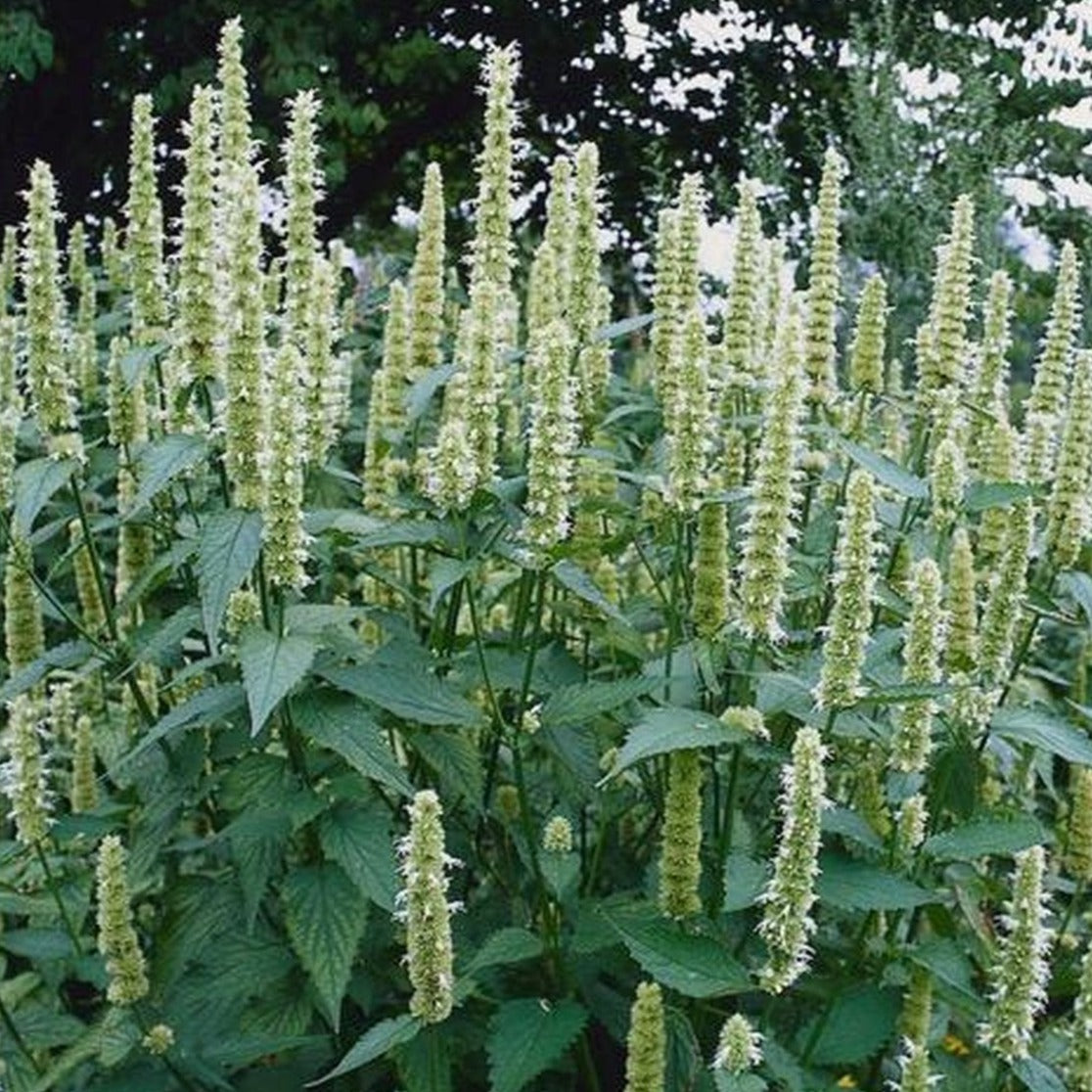 Agastache Rugosa Alabaster - Volume 3L / 15-20cm