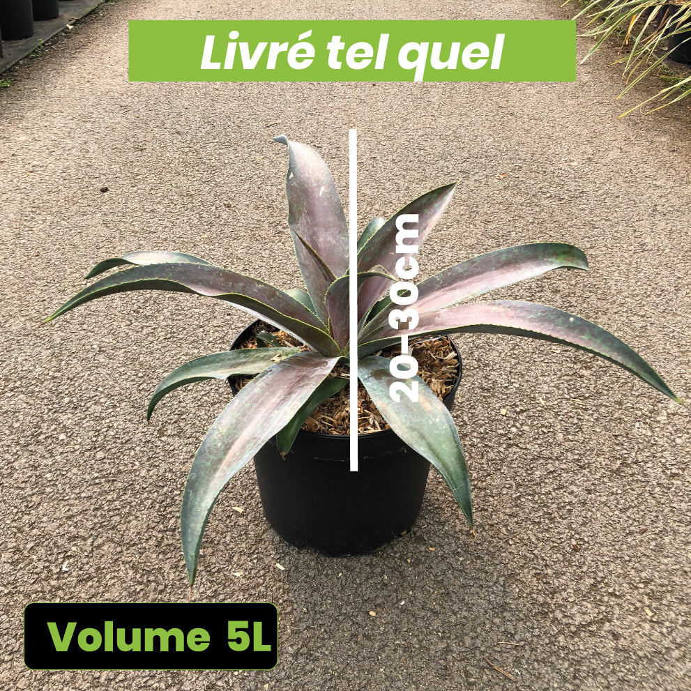 Agave Manfredii Mission to Mars - Volume 5L / 20-30cm