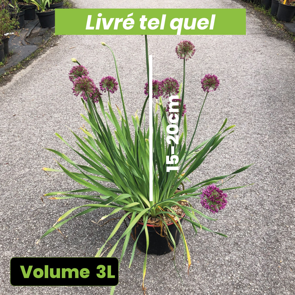Allium Lavender Bubbles - Ail d'ornement - Volume 3L / 15-20cm