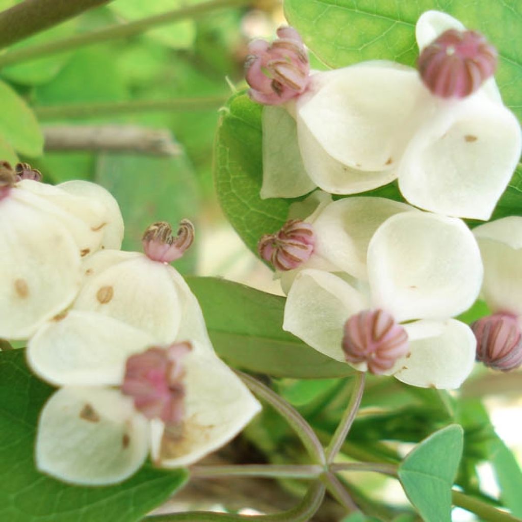 Akebia Quinata Cream Form