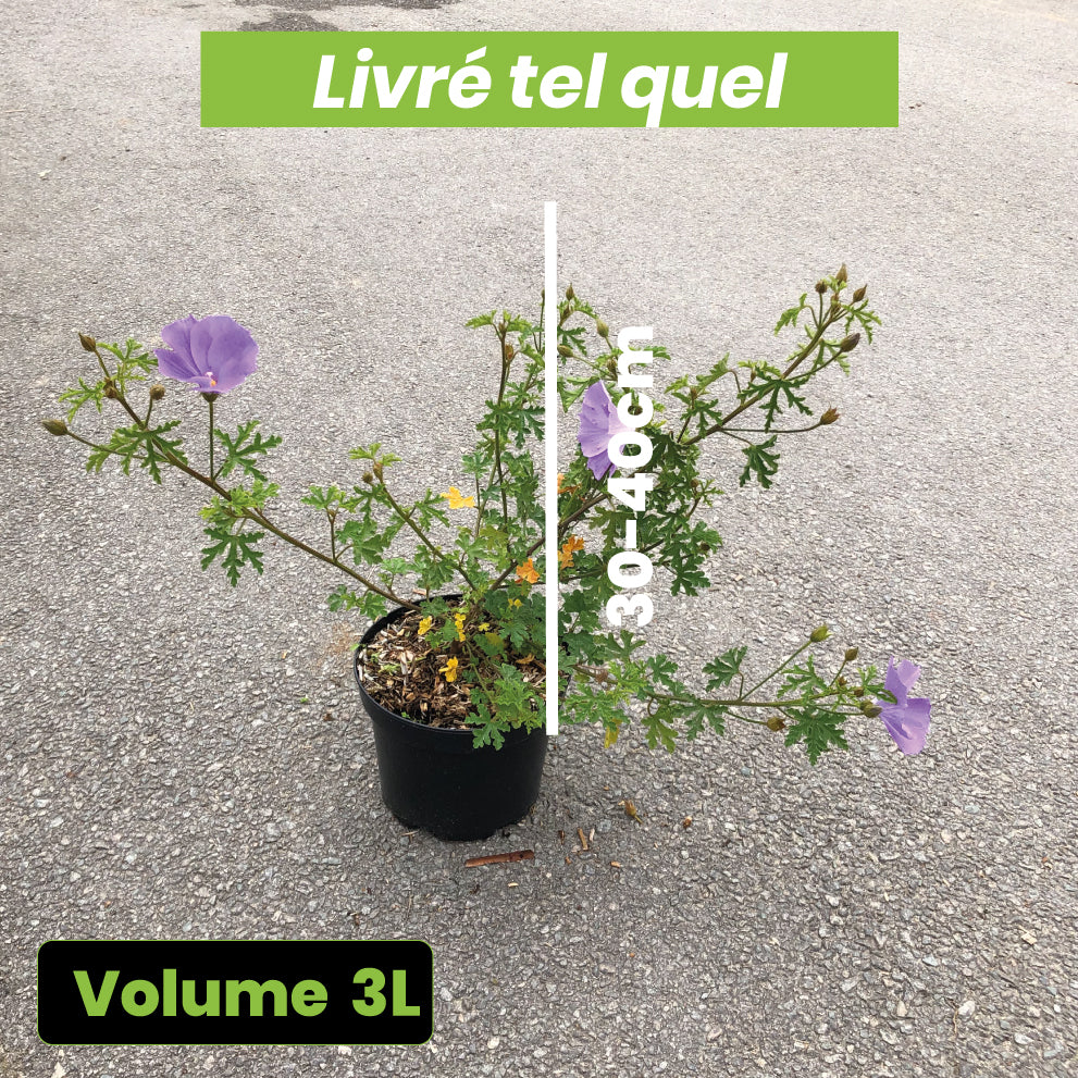 Alyogyne Huegelii Santa Cruz - Volume 3L / 30-40cm