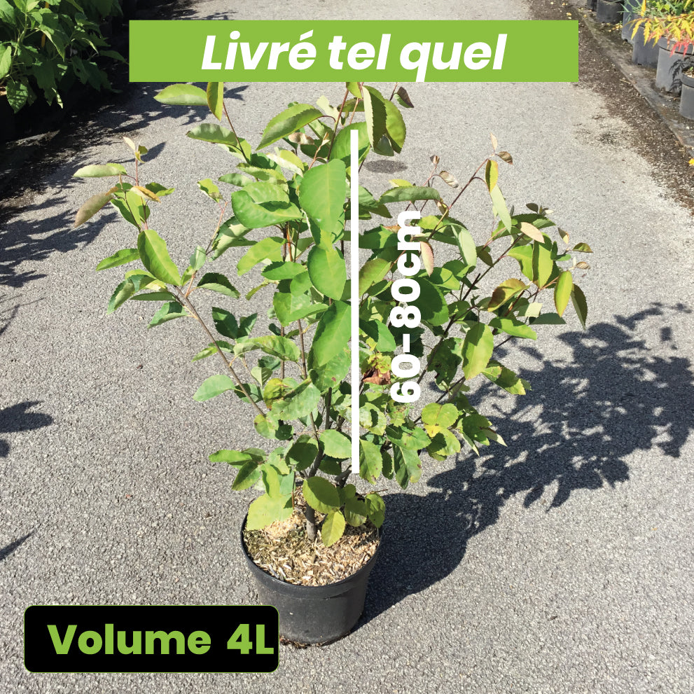 Amelanchier Canadensis - Amélanchier du Canada - Volume 4L / 60-80cm