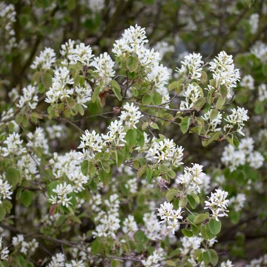 Amelanchier Ovalis - Volume 4L / 40-60cm