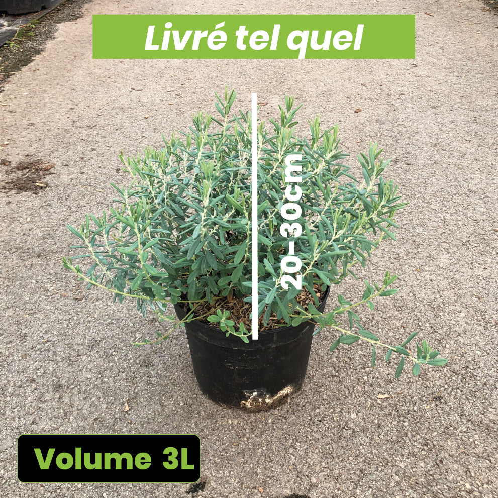 Andromeda Polifolia Blue Ice - Andromède à feuilles de Polium - Volume 3L / 20-30cm