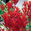 Anigozanthos Bush Inferno - Volume 3L / 20-30cm