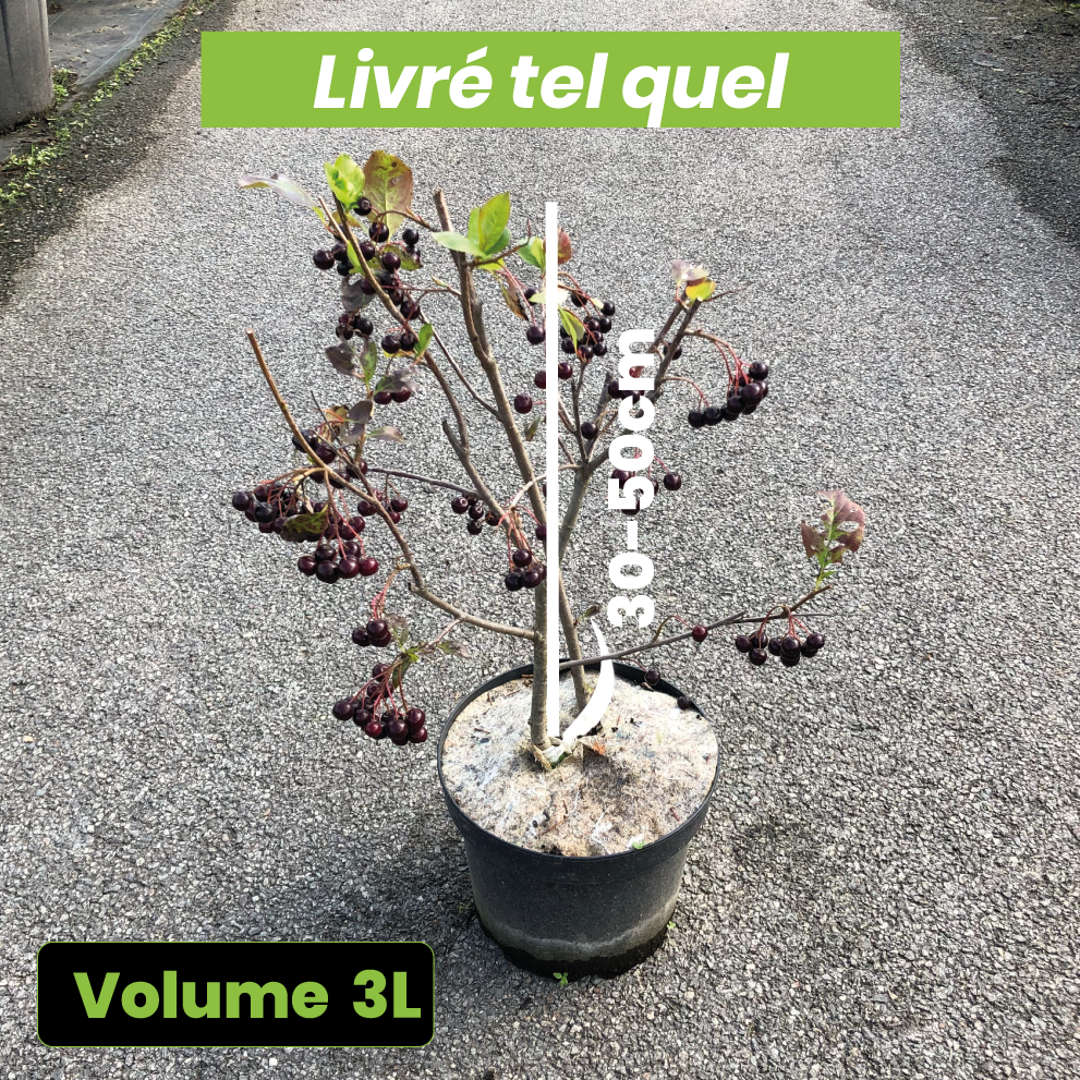 Aronia Melanocarpa Viking - Volume 3L / 30-50cm