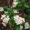 Aronia Melanocarpa Viking - Volume 3L / 30-50cm