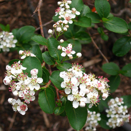 Aronia Melanocarpa Viking - Volume 3L / 30-50cm