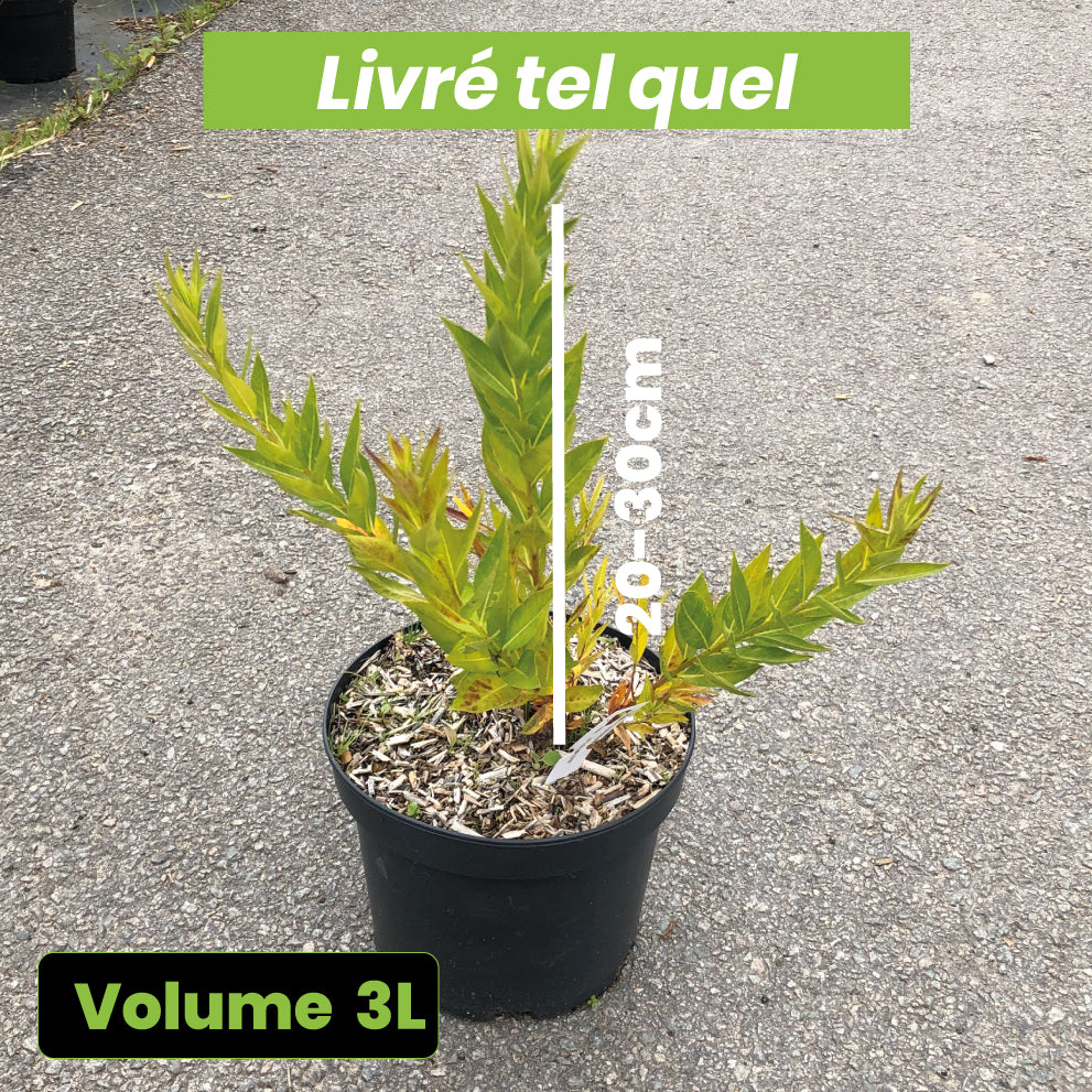 Amsonia Blue Ice - Amsonie Hybride - Volume 3L / 20-30cm