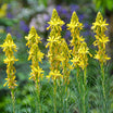 Asphodelus Lutea - Bâton de Jacob - Volume 3L / 15-20cm