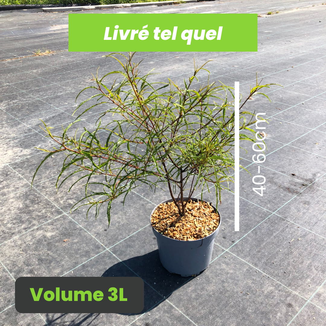 Rhamnus Frangula Asplenifolia - Bourdaine - Volume 3L / 40-60cm