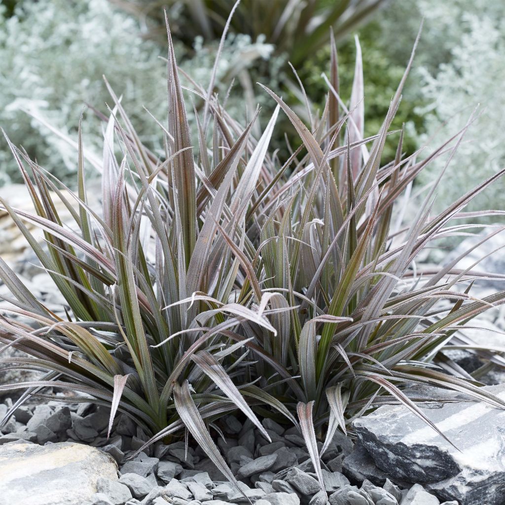 Astelia Nervosa Red Shadow - Volume 3L / 20-30cm