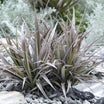 Astelia Nervosa Red Shadow - Volume 3L / 20-30cm