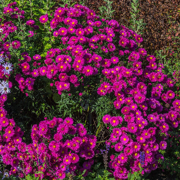 Aster novi-belgii Neron - Volume 3L / 30-40cm