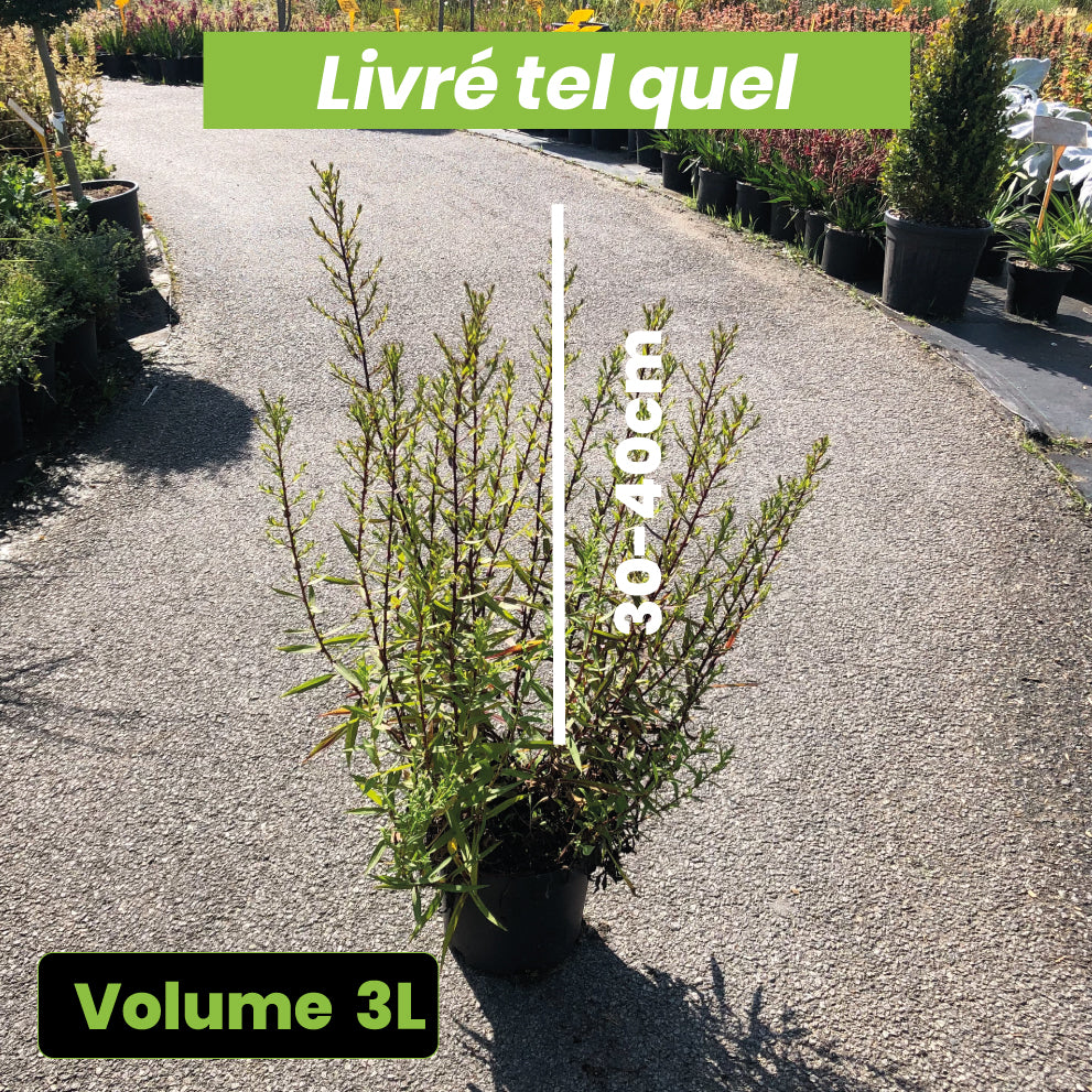 Aster Novi Belgii Winston Churchill - Volume 3L / 30-40cm