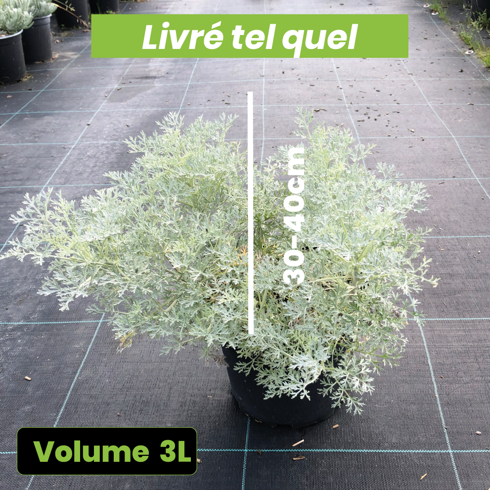 Artemisia Powis Castle - Armoise arborescente 'Brass Band' - Volume 3L / 30-40cm