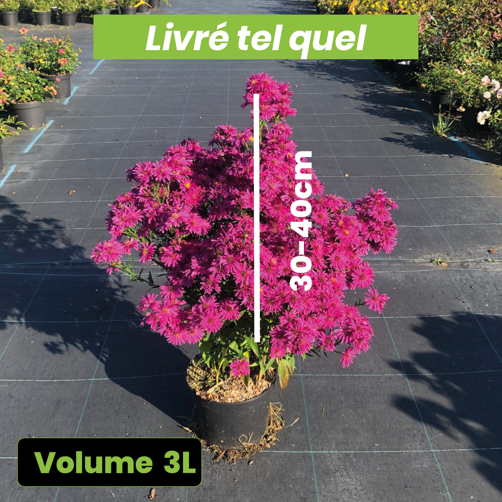 Aster novi-belgii Neron - Volume 3L / 30-40cm