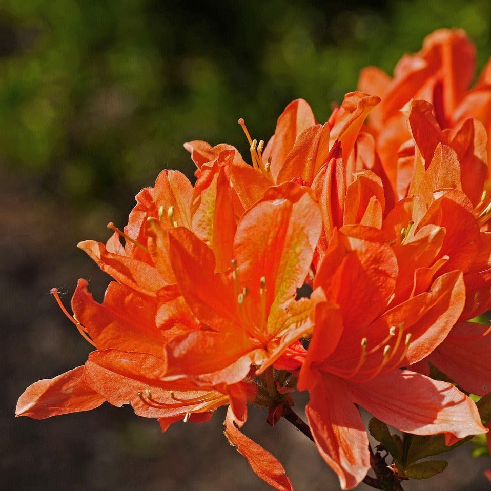 Azalea mollis 'Glowing Embers' - Volume 3L / 30-40cm