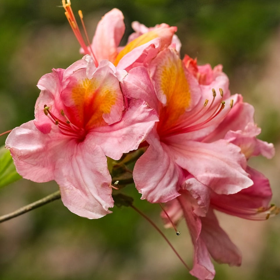 Azalea Mollis Corneille - Volume 3L / 30-40cm