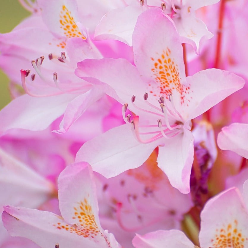 Azalée Japonica 'Broceliande Lancelot' - Volume 3L / 30-40cm