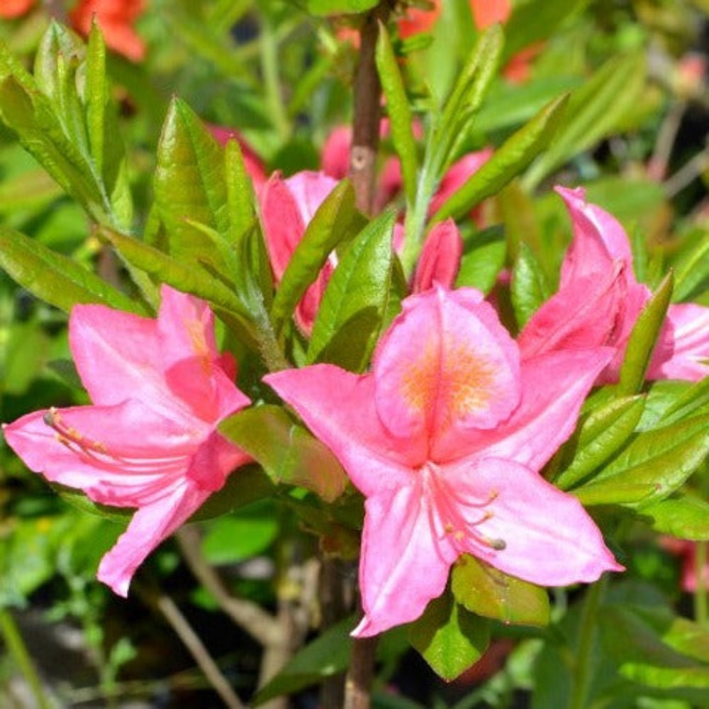 Azalea mollis 'Jolie Madame' - Azalée de Chine Jolie Madame - Volume 3L / 30-40cm