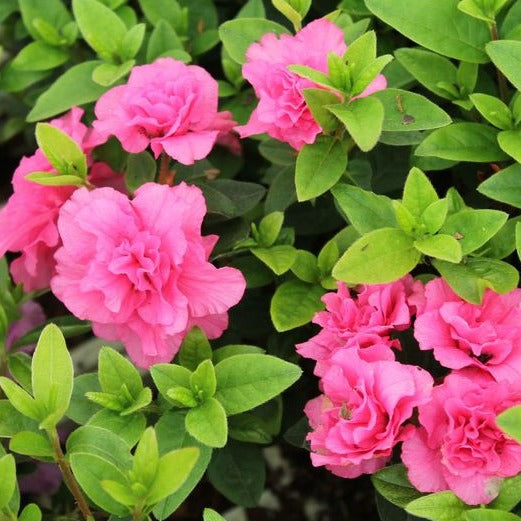 Azalea Japonica Brocéliande Arthur - Volume 3L / 30-40cm