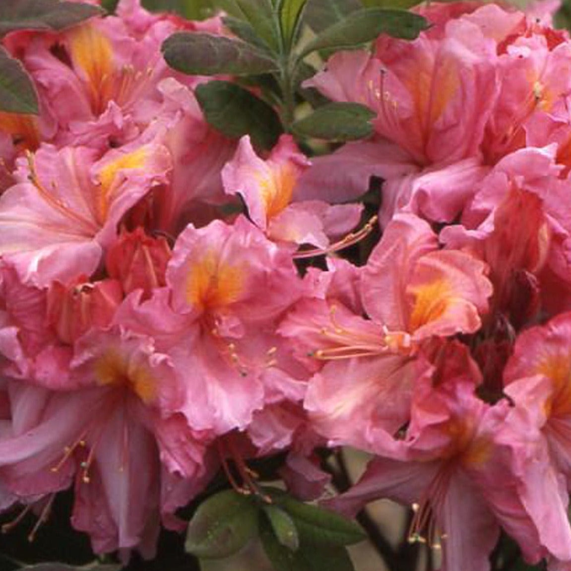 Azalea x Occidentale 'Berry Rose' - Volume 3L / 30-40cm
