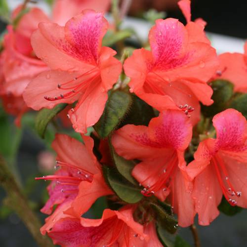 Azalea Japonica 'Bengale Fire' - Volume 3L / 30-40cm