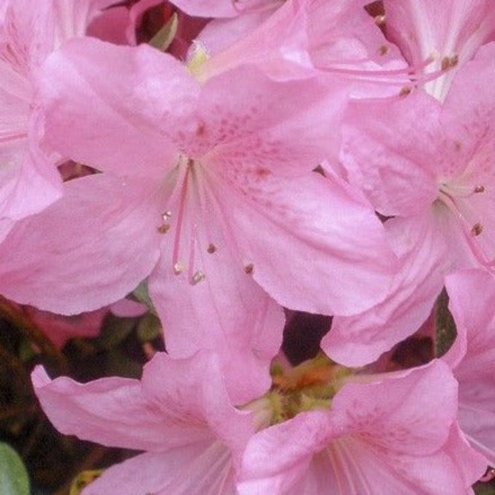 Azalea Japonica 'Gilbert Mullie' - Volume 3L / 30-40cm