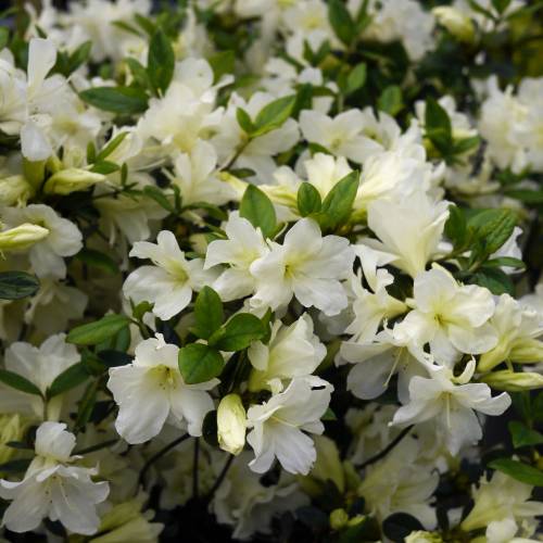 Azalea Japonica 'Olga Niblett' - Volume 3L / 30-40cm