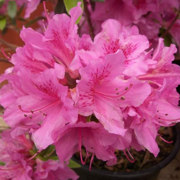 Azalea Japonica 'Chelsoni' - Volume 3L / 30-40cm