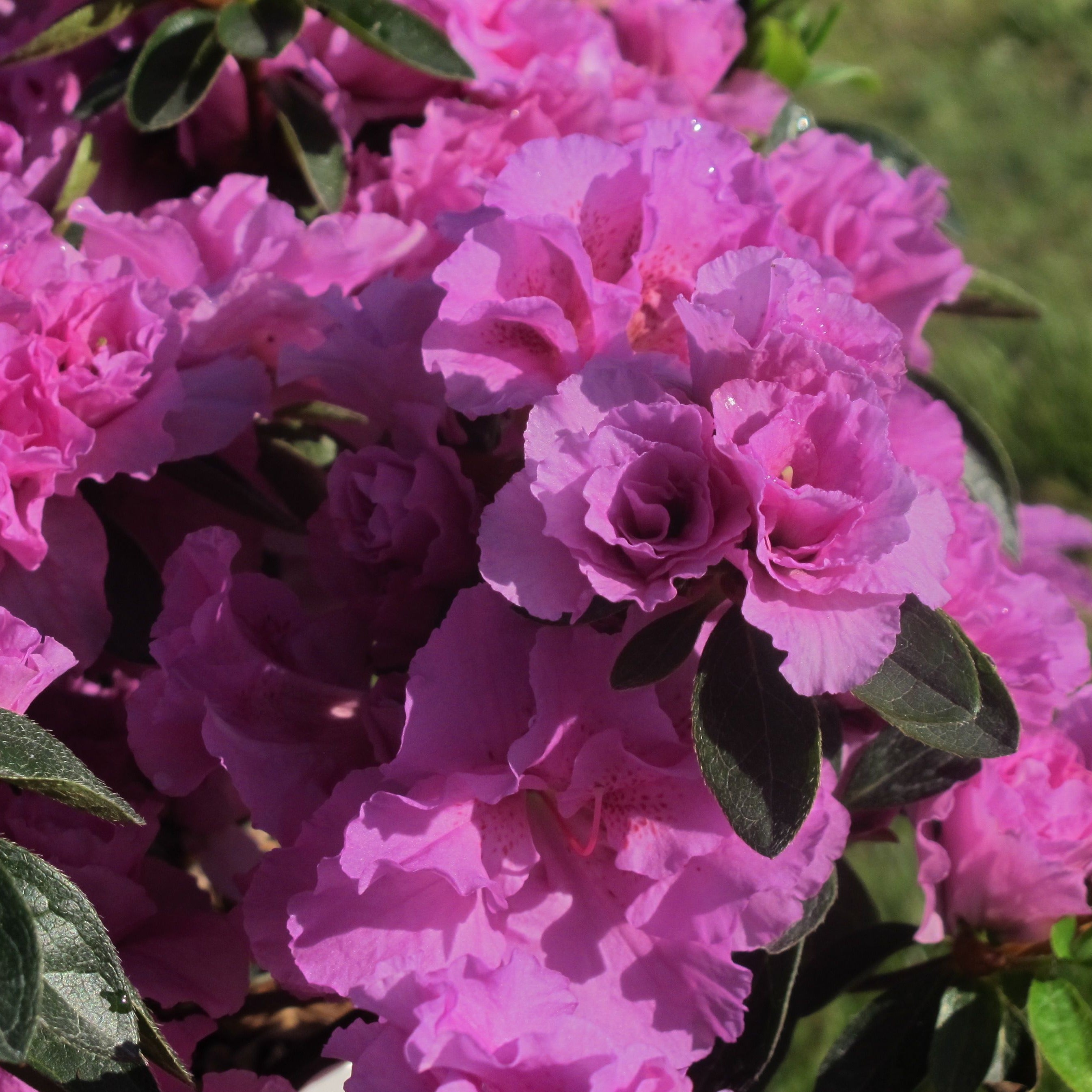 Azalea Japonica Brocéliande Perceval - Volume 3L / 30-40cm