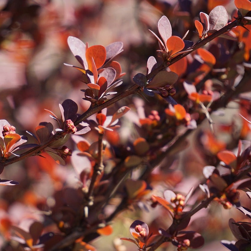 Berberis Thunbergii Bagatelle