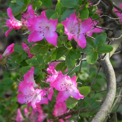 Azalea Kiusianum 'Komo Kulshan' - Volume 3L / 30-40cm