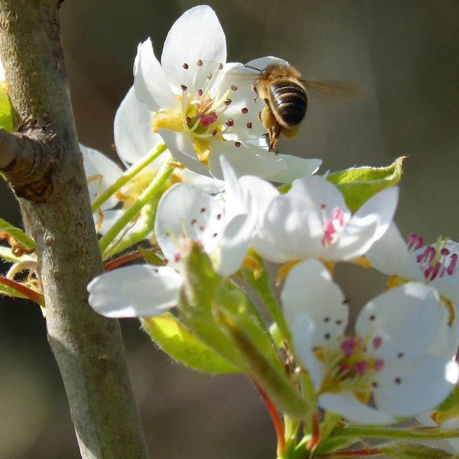 Chaenomeles Speciosa Nivalis - Cognassier du Japon Nivalis - Volume 3L / 40-60cm