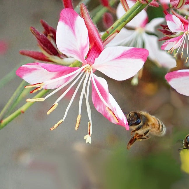 Gaura Lindheimeri Rosy Jane