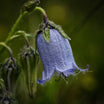 Campanula sarastro - Volume 3L / 15-20cm
