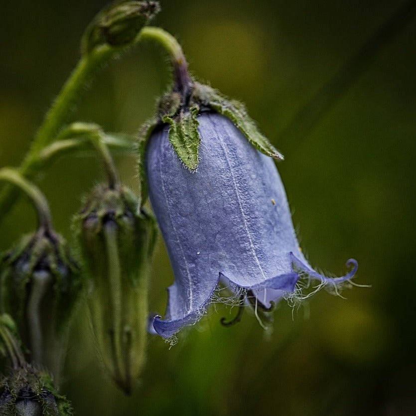 Campanula sarastro - Volume 3L / 15-20cm