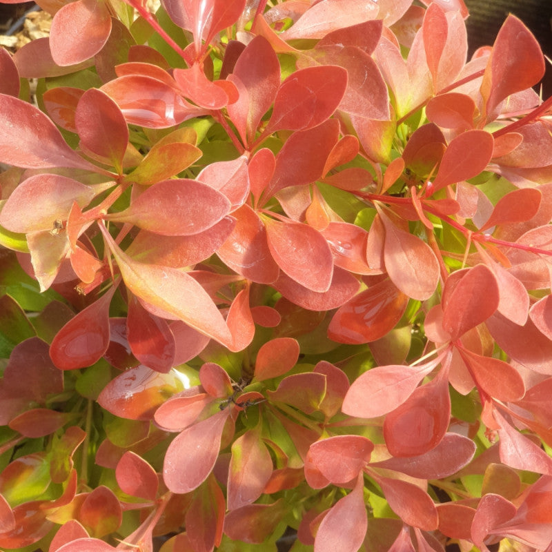 Berberis Thunbergii Coral - Volume 3L / 30-40cm