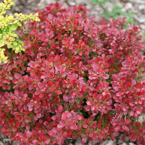 Berberis Thunbergii Lutin Rouge - Epine-vinette naine - Volume 3L / 20-30cm