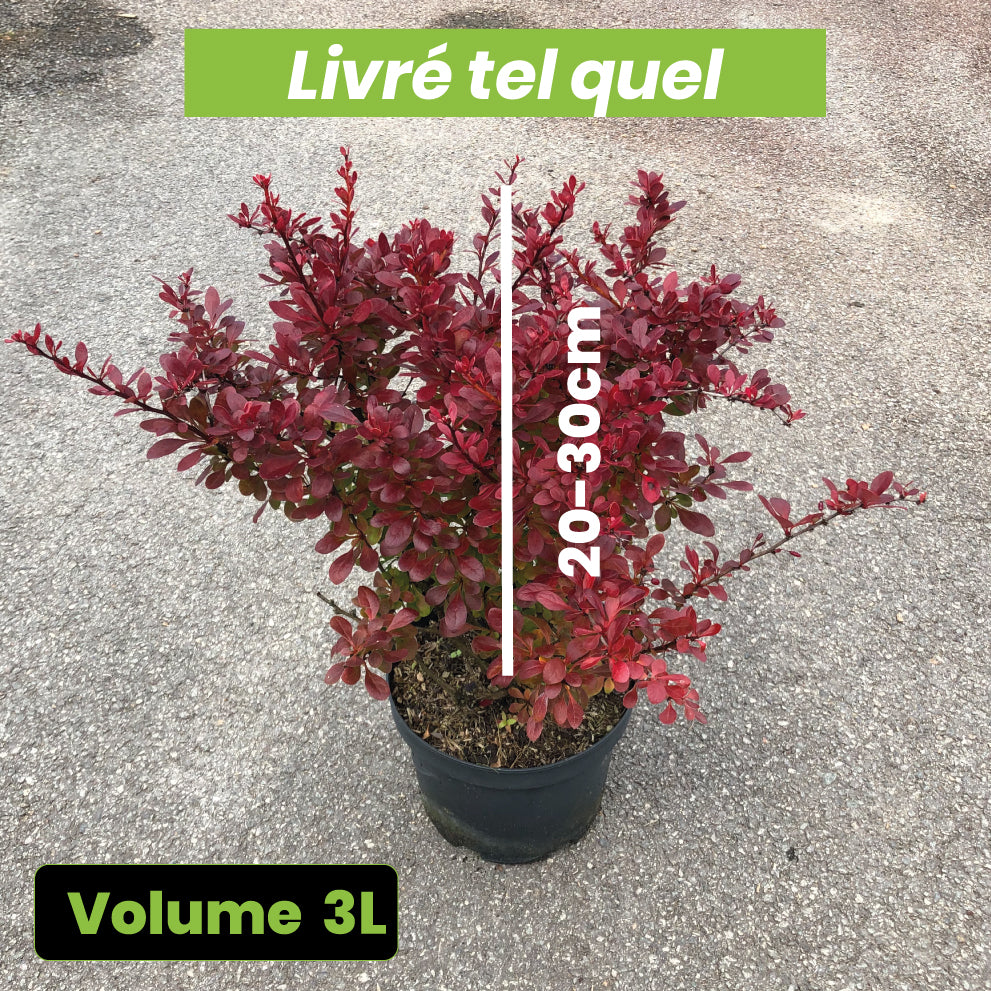 Berberis Thunbergii Bagatelle - Volume 3L / 20-30cm