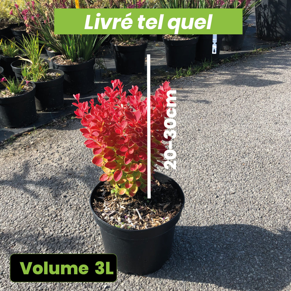 Berberis Thunbergii Orange Ice - Epine-vinette - Volume 3L / 20-30cm