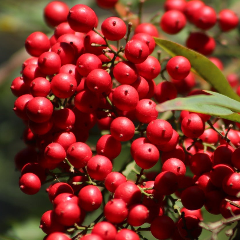 Nandina Domestica Moyer's Red - Volume 3L / 30-50cm