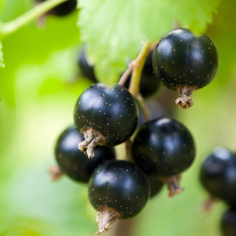 Ribes Nigrum Géant de Boskoop - Cassis Géant de Boskoop - Volume 3L / 30-50cm