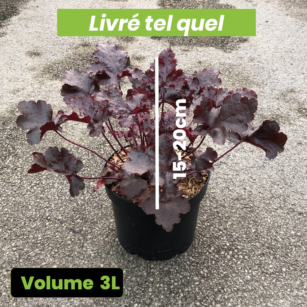 Heuchera Black Beauty - Heuchère - Volume 3L / 15-20cm