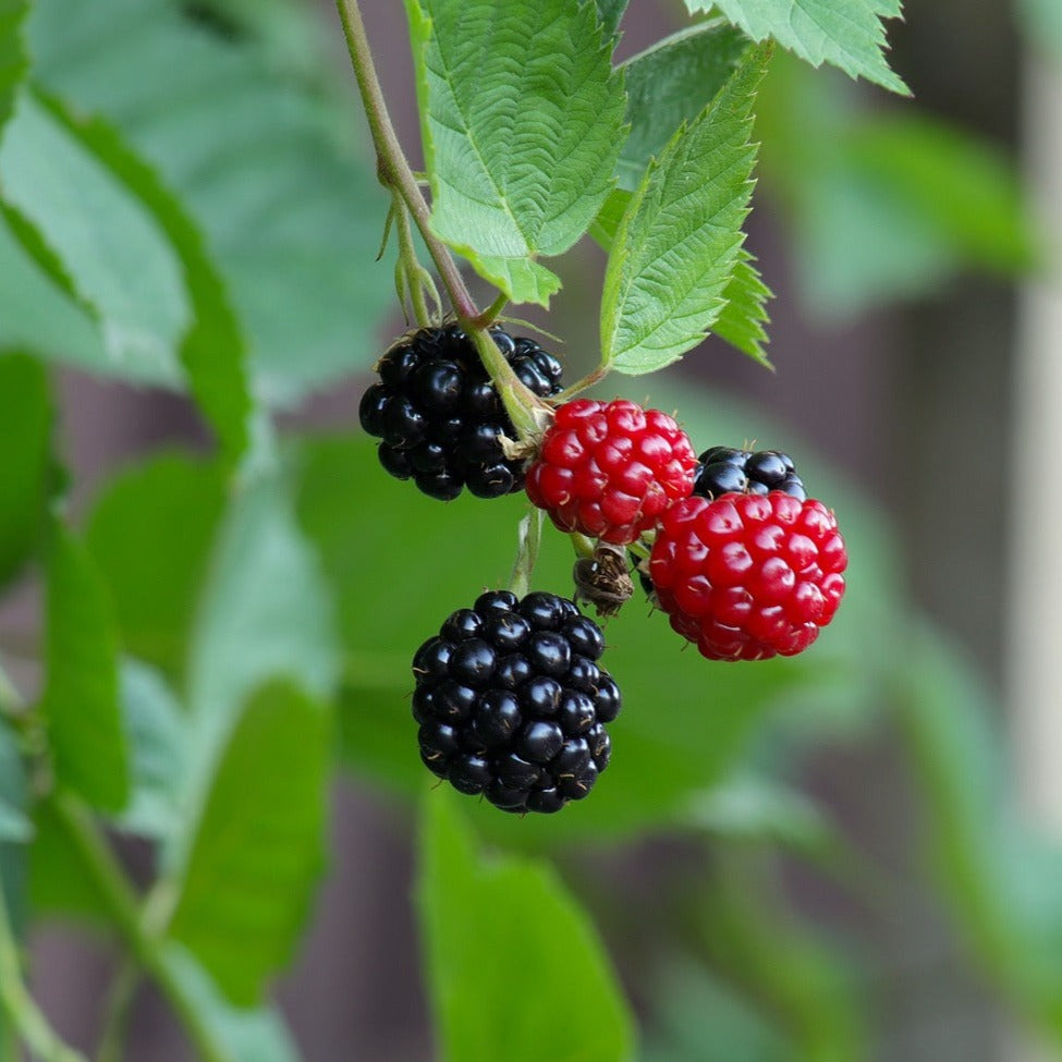 Morus Rotundiloba Mojo Berry - Mûrier nain Mojo Berry