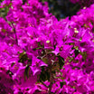 Bougainvillea specto-glabra Violet de Mèze - Volume 5L / 40-50cm