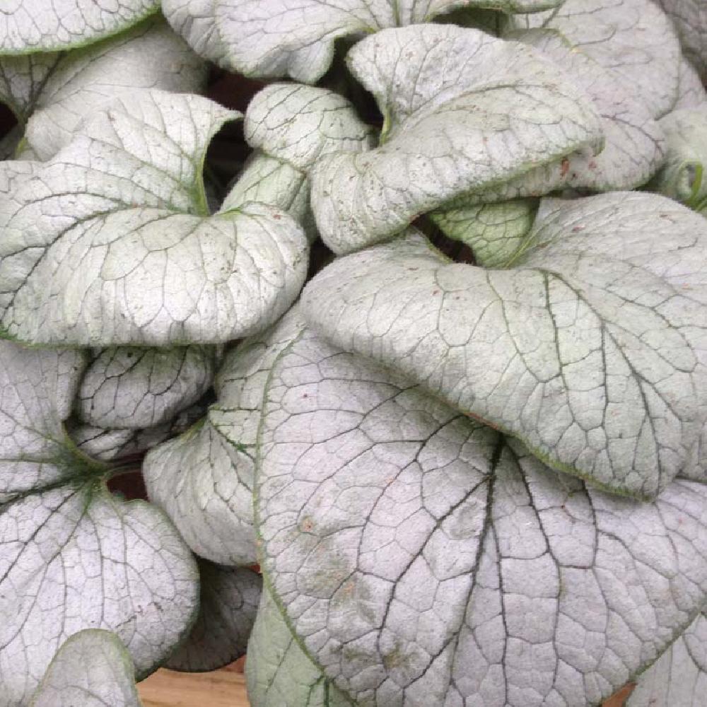 Brunnera macrophylla Looking Glass - Myosotis du Caucase - Volume 3L / 20-30cm