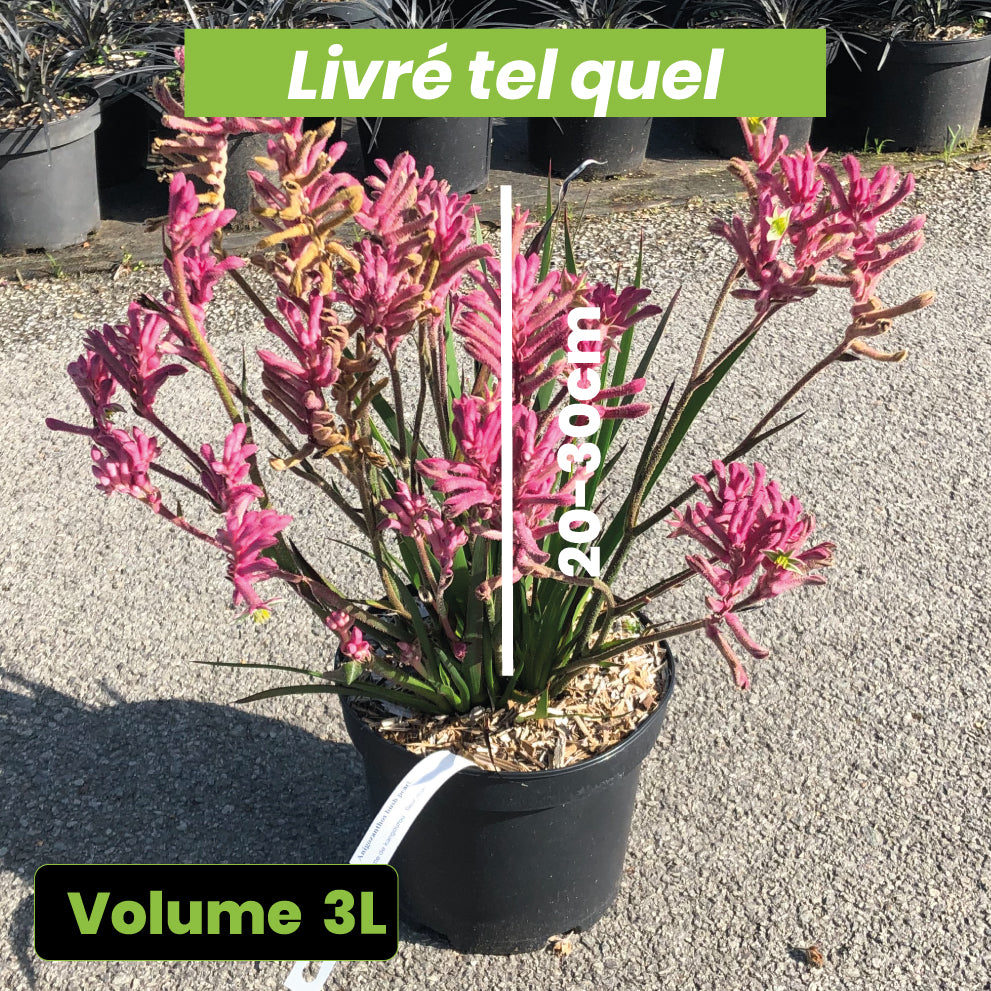 Anigozanthos Bush Pearl - Volume 3L / 20-30cm