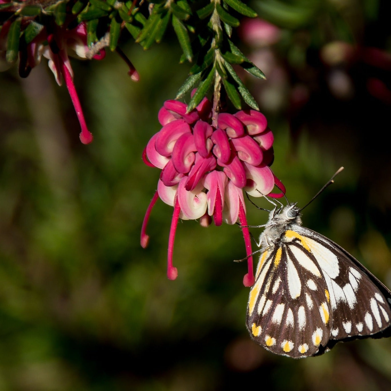 Grevillea x Mount Tamboritha